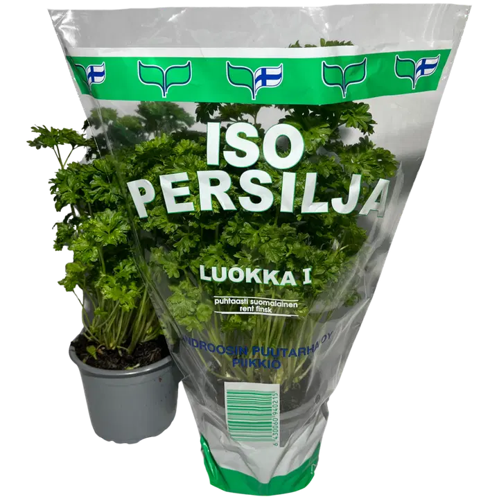 PERSILJA