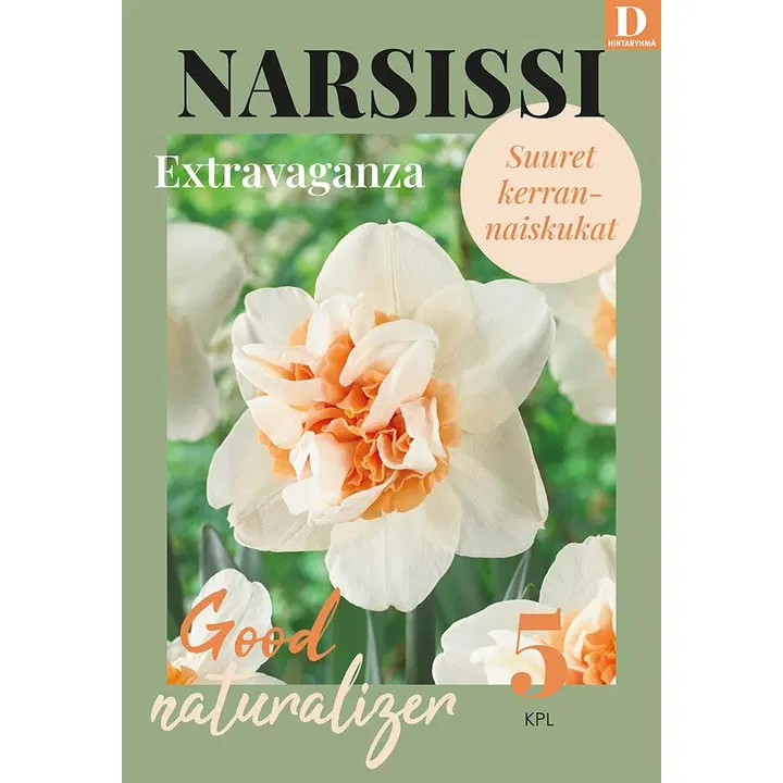 Narsissi, Narcissus Extravaganza Z12/14, 5kpl