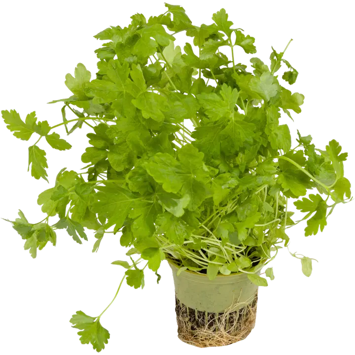 Hortiherttua Lehtipersilja