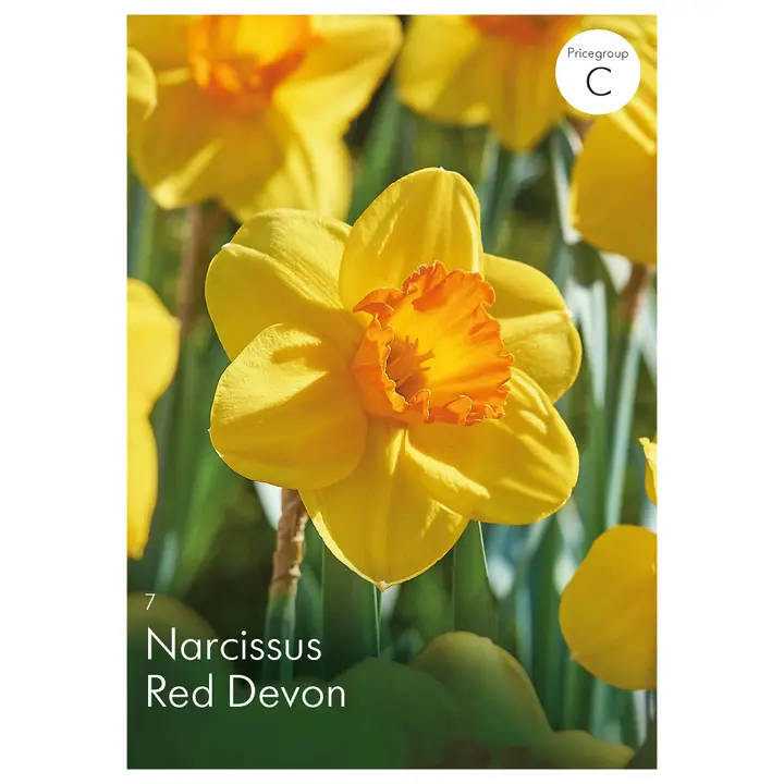 Narsissi Red Devon Z10/12, 7kpl