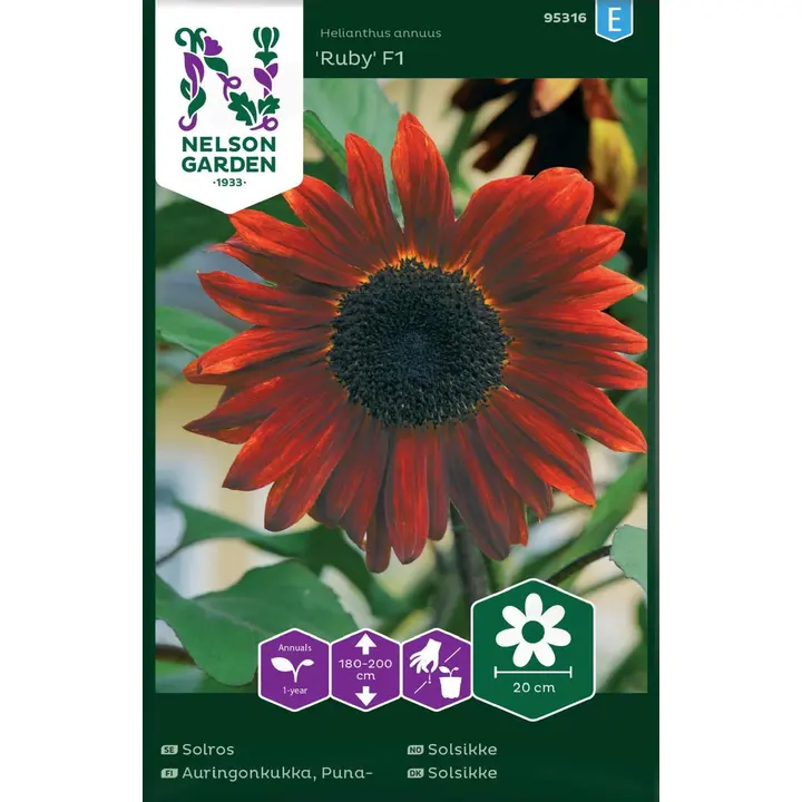 95316 päevalill ruby f1