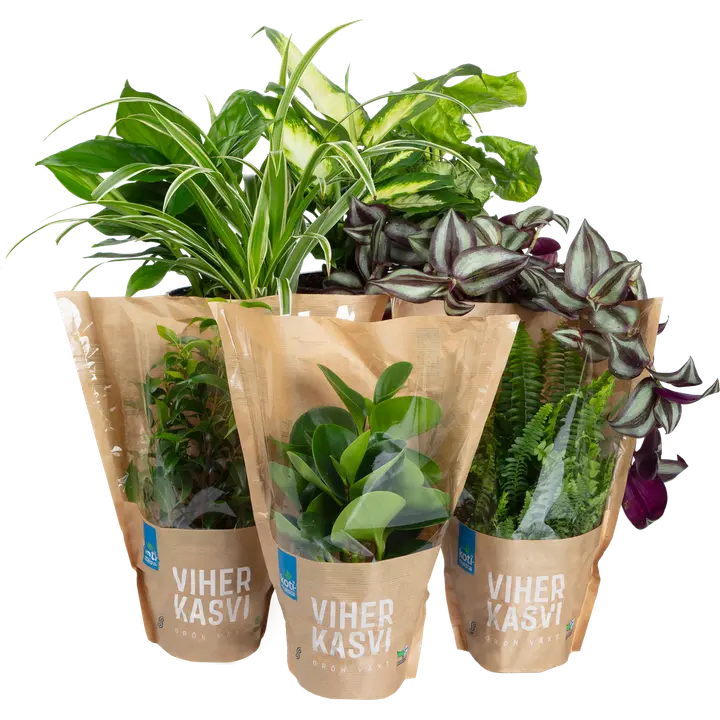 Roheline toataim erinevad 12cm