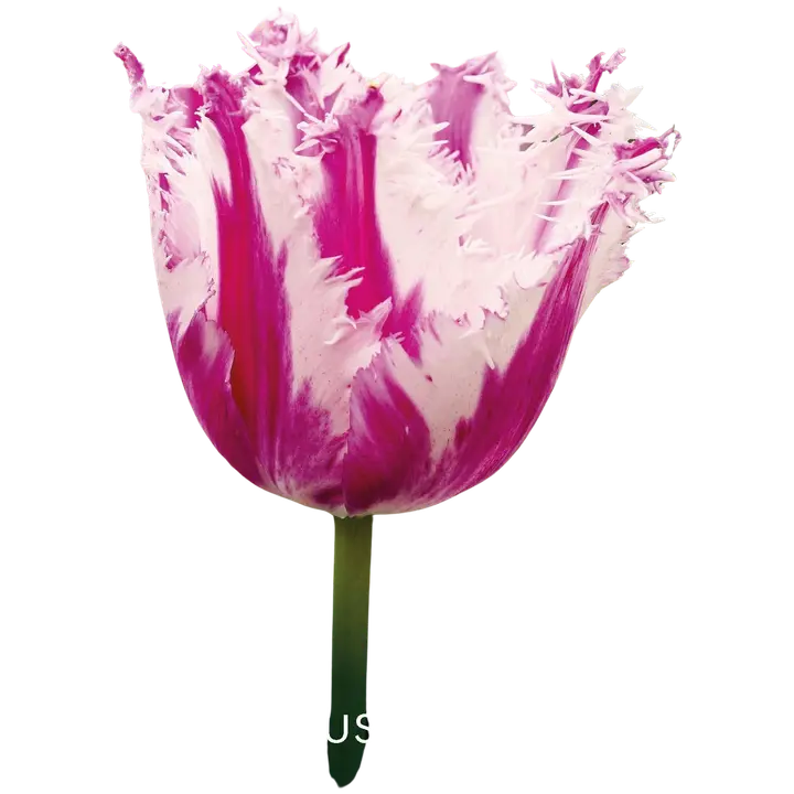 Tulppaani Purple Circus 11/12, 7kpl