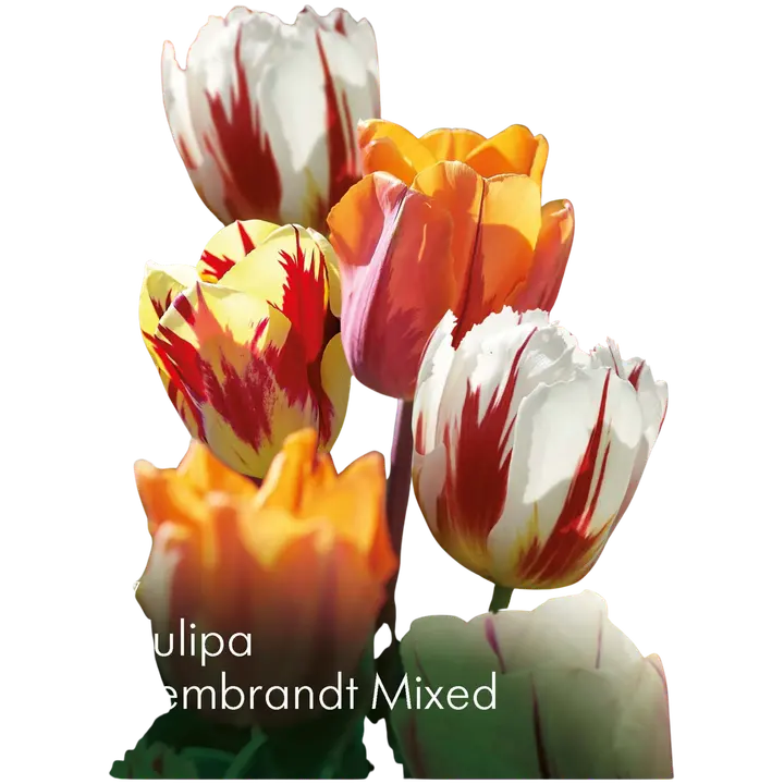Tulppaani Rembrandt sekoite Z11-12, 7kpl