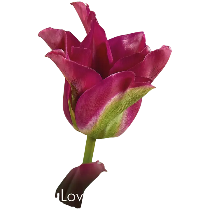 Tulppaani Green Love Z11-12, 7kpl
