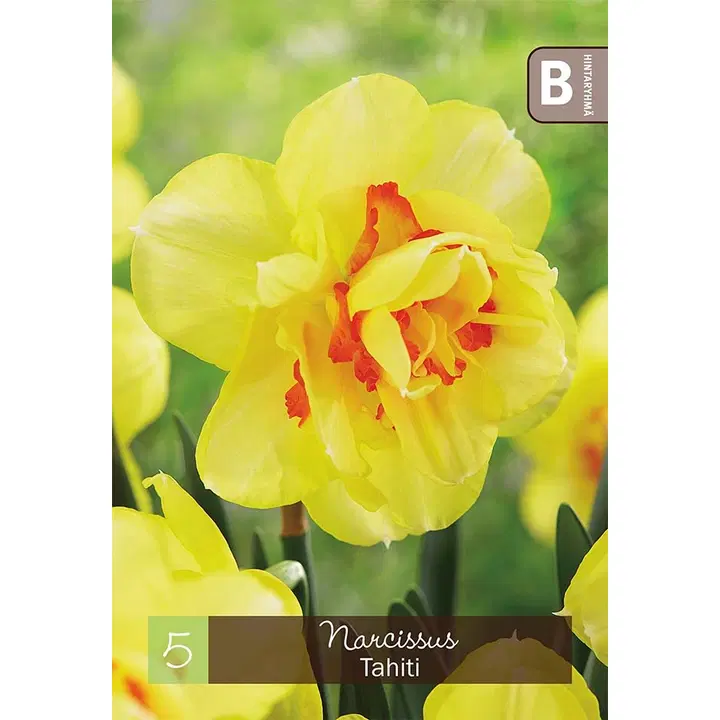 Narsissi, Narcissus Tahiti Z12/14, 5kpl