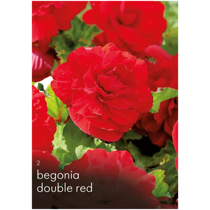 Begonia Kerr. Punainen 2kpl