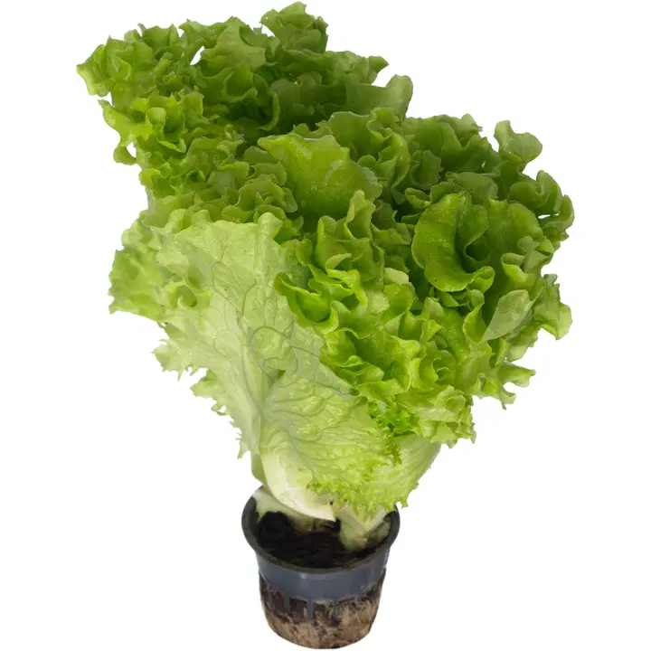 Amnellin puutarha ruukkusalaatti