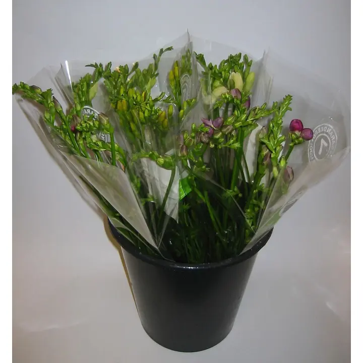 Freesia, lajitelma, 7 oksaa, 40cm