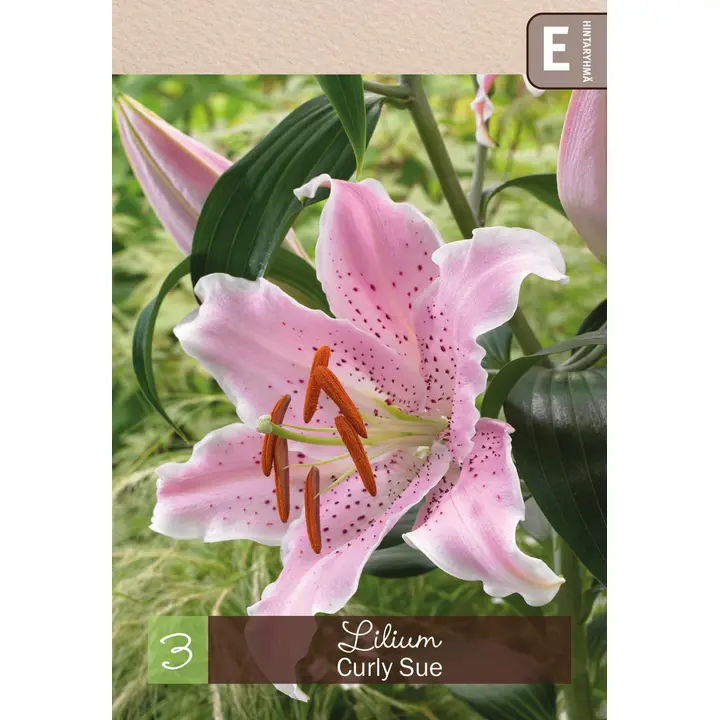 Orient-lilja 'Curly Sue' 3kpl