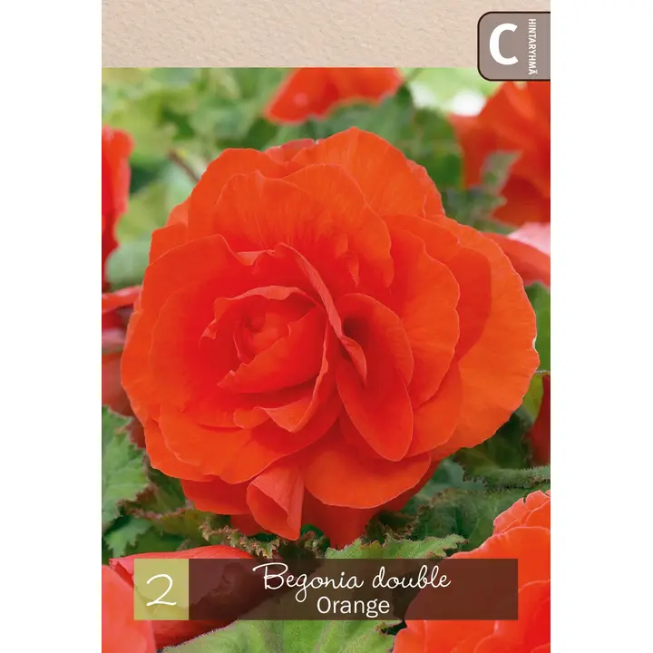 Mukulabegonia kerr., oranssi 2kpl
