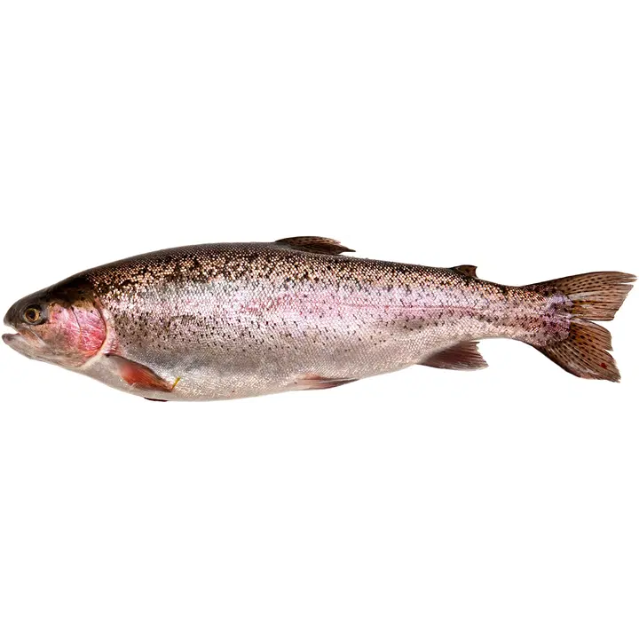 Kalaset Kokonainen kirjolohi