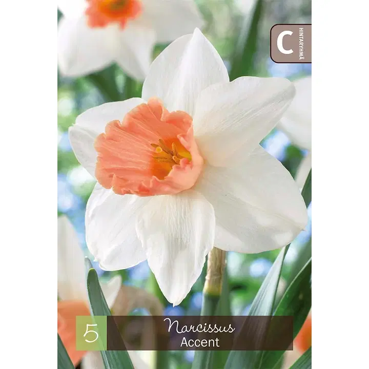 Narsissi Accent Z12/14, 5kpl