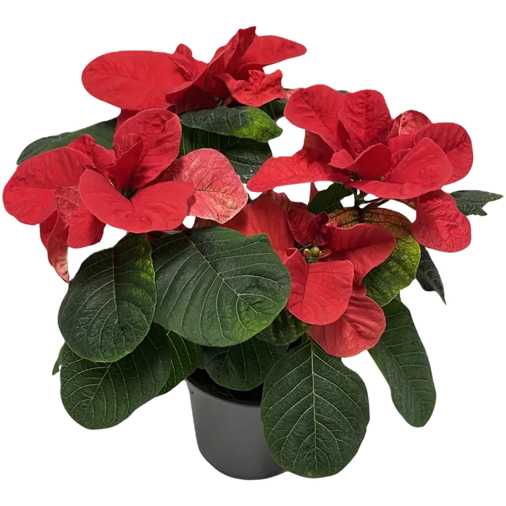 Jõulutäht Jõulumouse