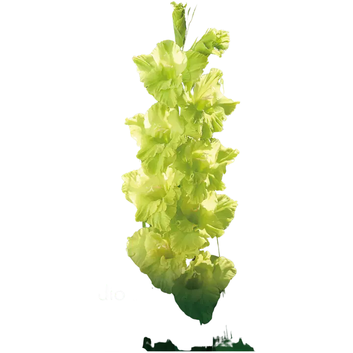 Miekkalilja Kio 10/12 x10