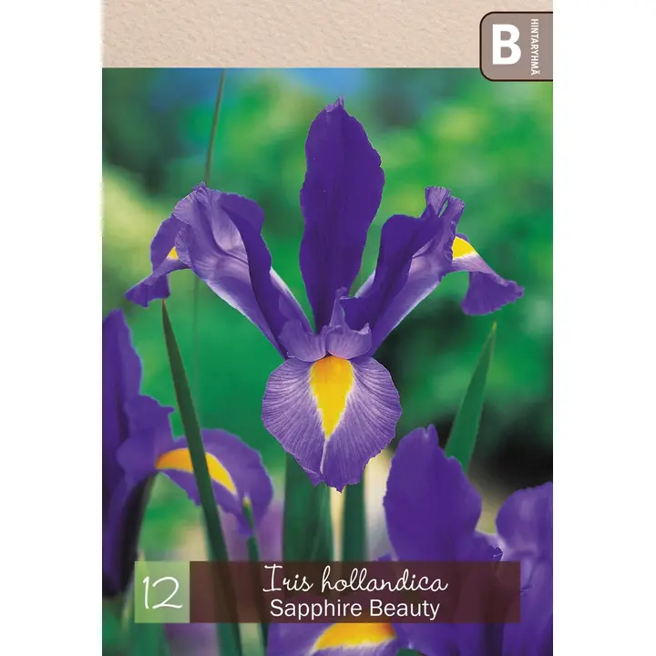 Hollanninkurjenmiekka 'Sapphie Beauty' 12kpl