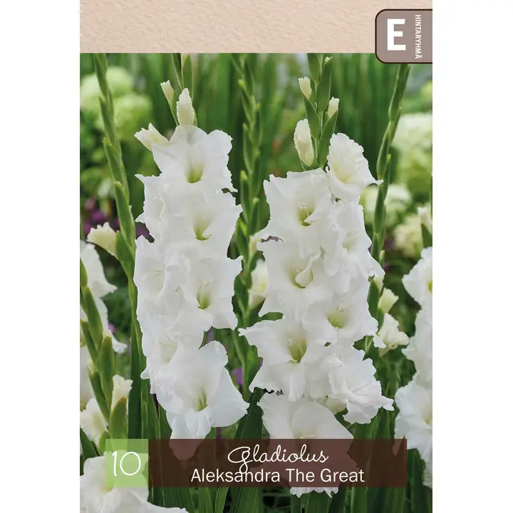 Gladiolus 'Aleksandra The Great' 10kpl