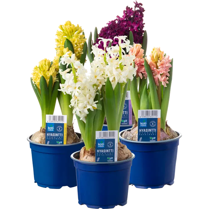 Hüatsint potis 12cm