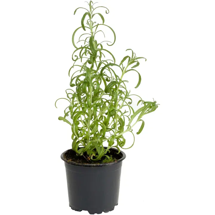 Hortiherttua Rosmariini