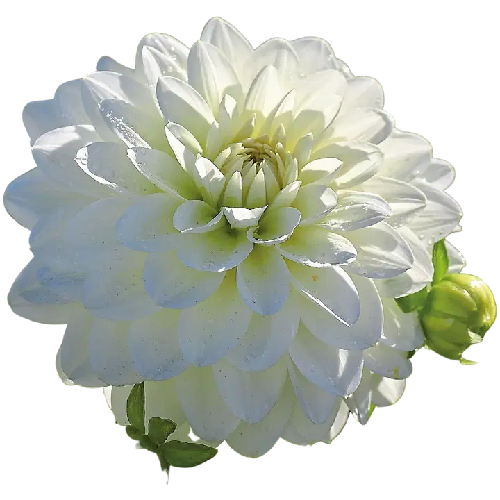 Dahlia Karma Serena 1kpl