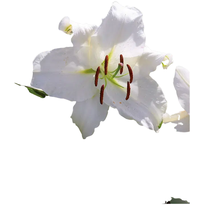 Lilja Casablanca 3kpl