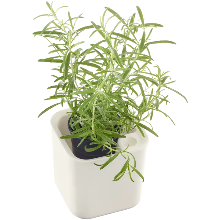 Ürdipott 12x12 cm valge