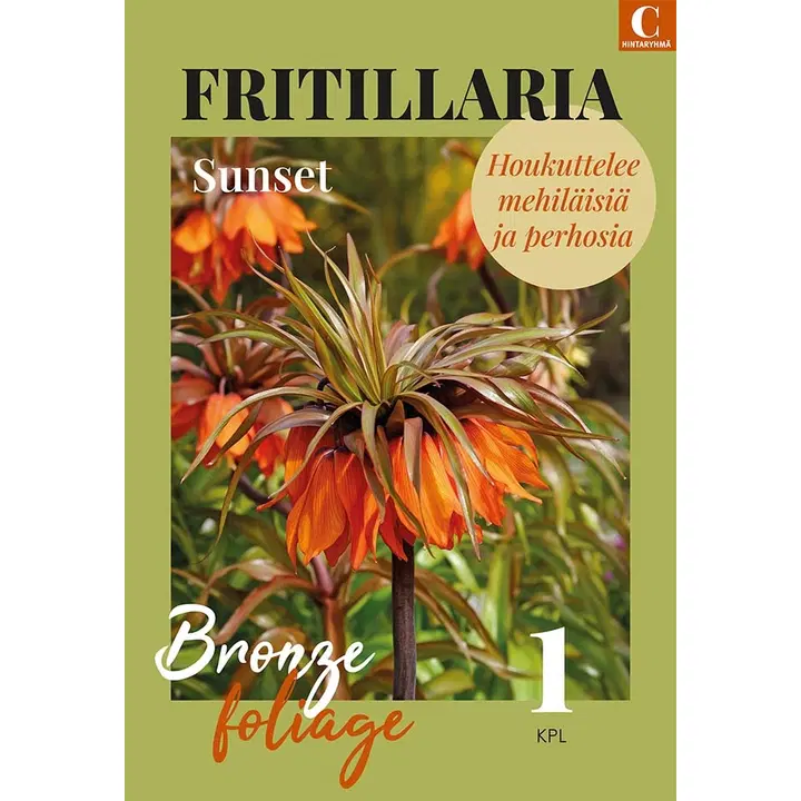 Fritillaria Sunset 18/20, 1kpl
