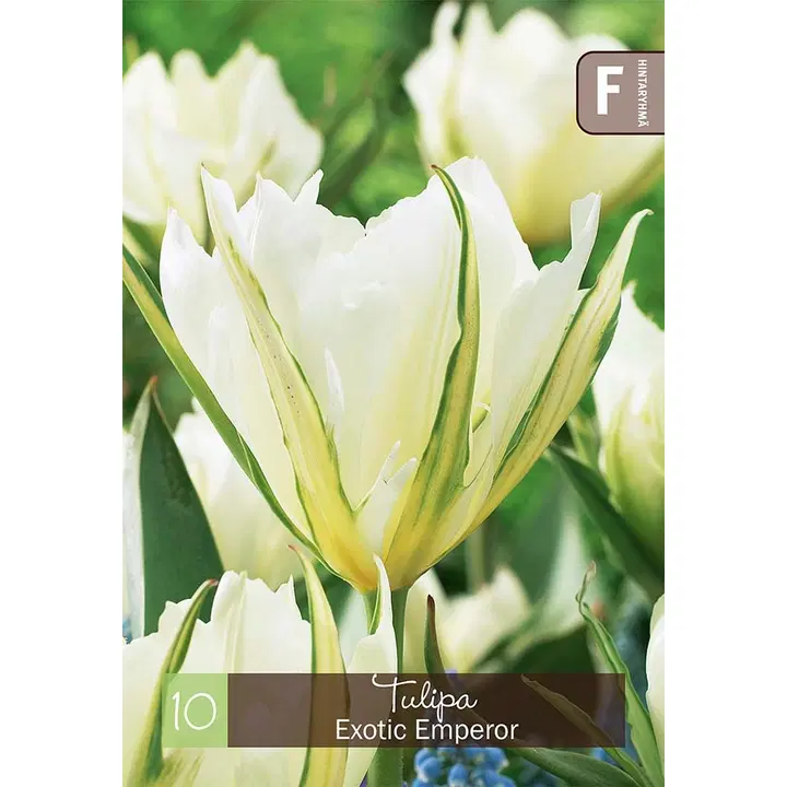 Tulppaani, Tulipa Exotic Emperor Z11-12, 10kpl
