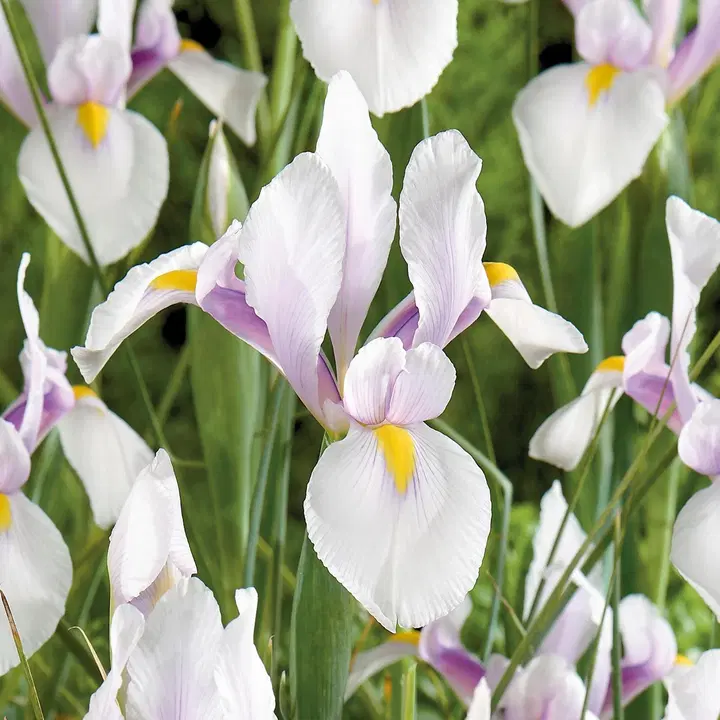 Hollanninkurjenmiekka Carmen 6/7 x12