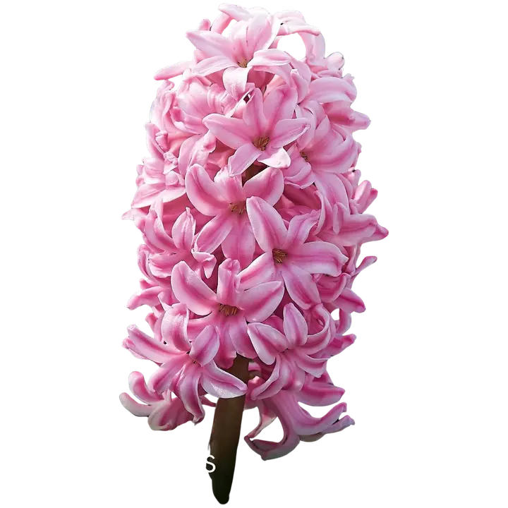 Hyasintti Fondant 15-16, 4kpl
