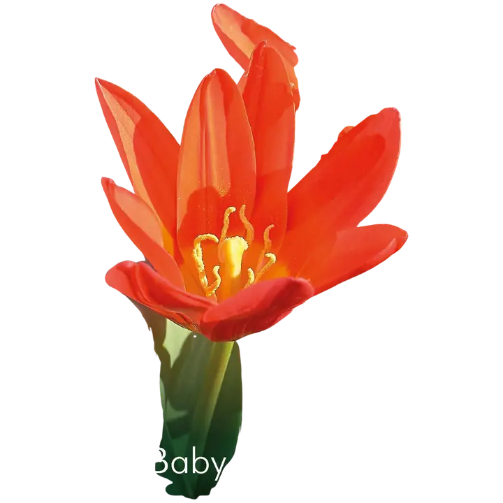 Tulppaani Scarlet Baby Z11-12, 7kpl