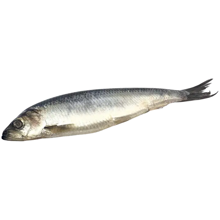 M.V.Wool Soolaheeringas, jahutatud Kg