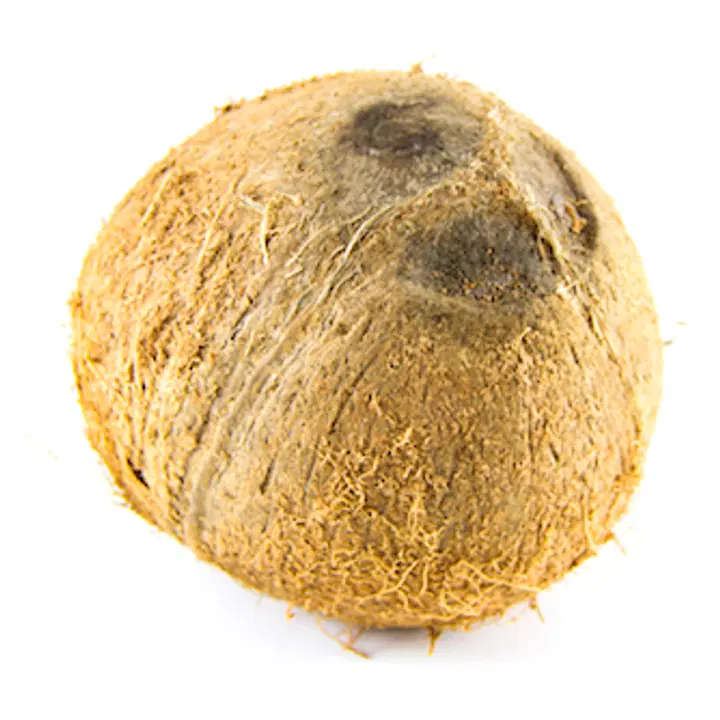 Kookospähkel