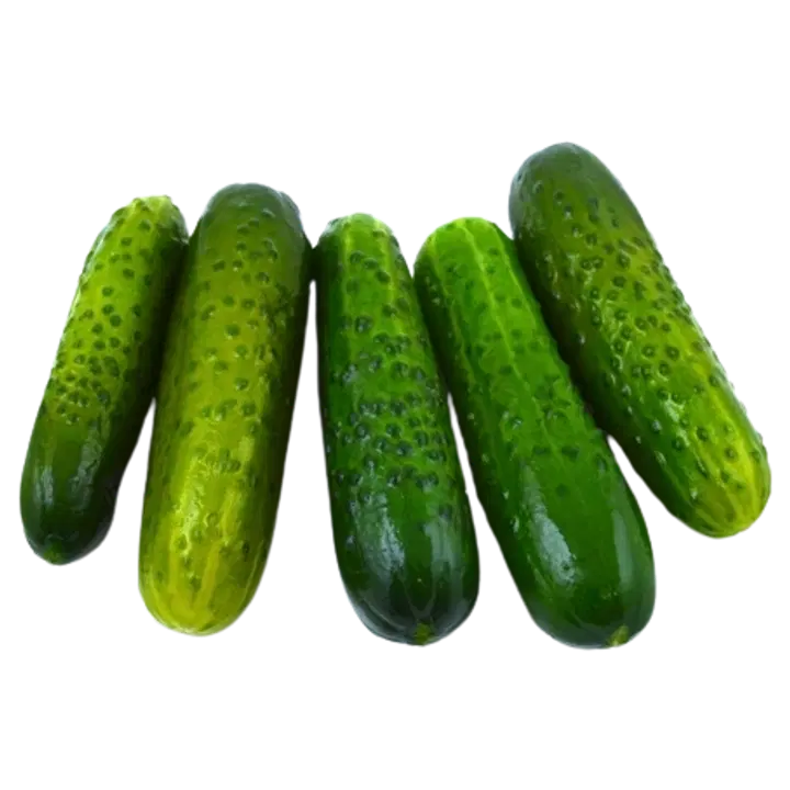 Värske soolakurk lahtine