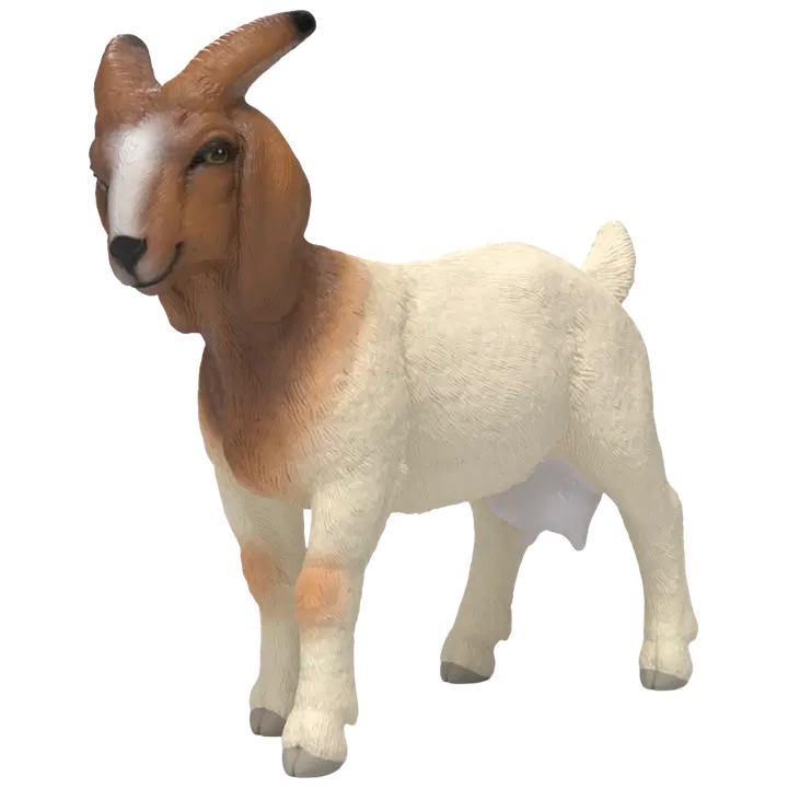 Kits boer