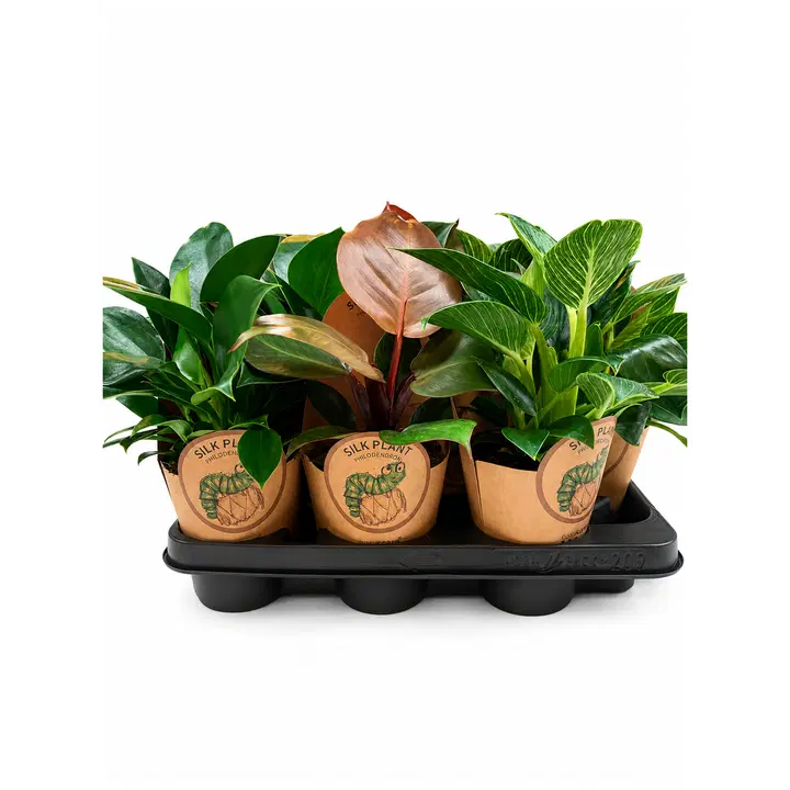 Roniv Filodendron