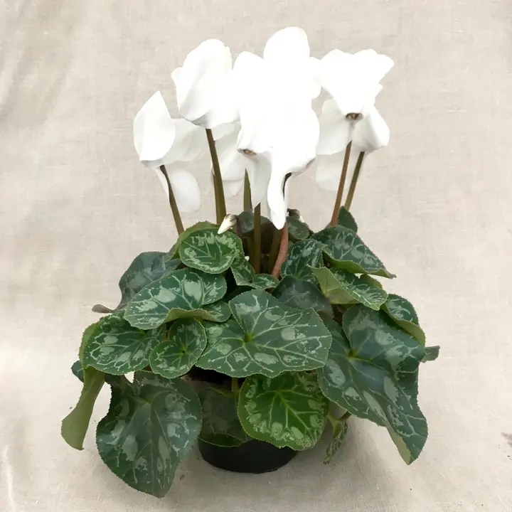 Alpikannn valge 12cm