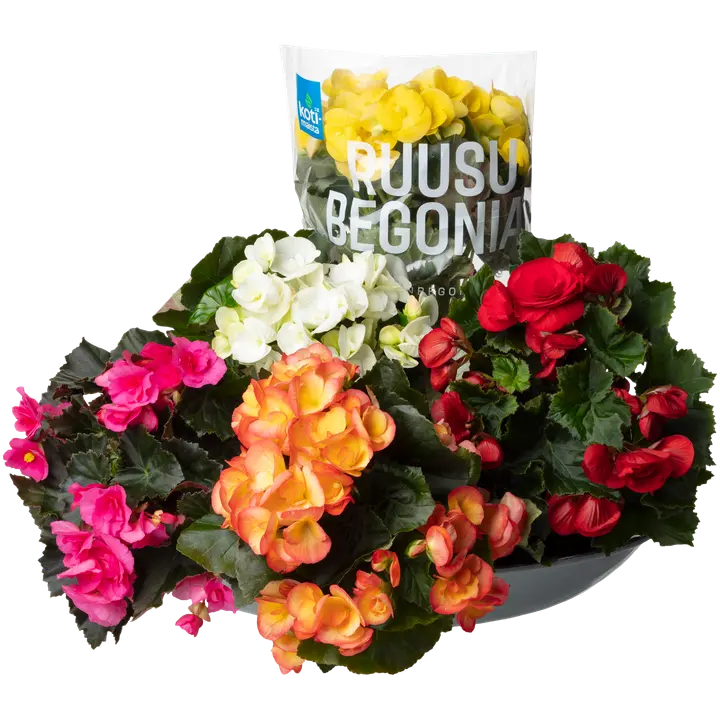 Kotimaista Roosbegoonia