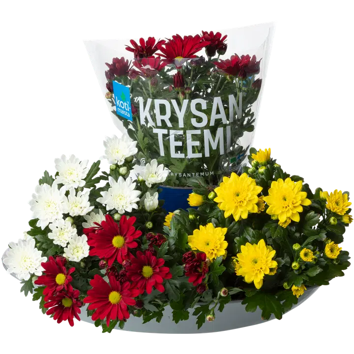 Krüsanteem Potis Kotimaista