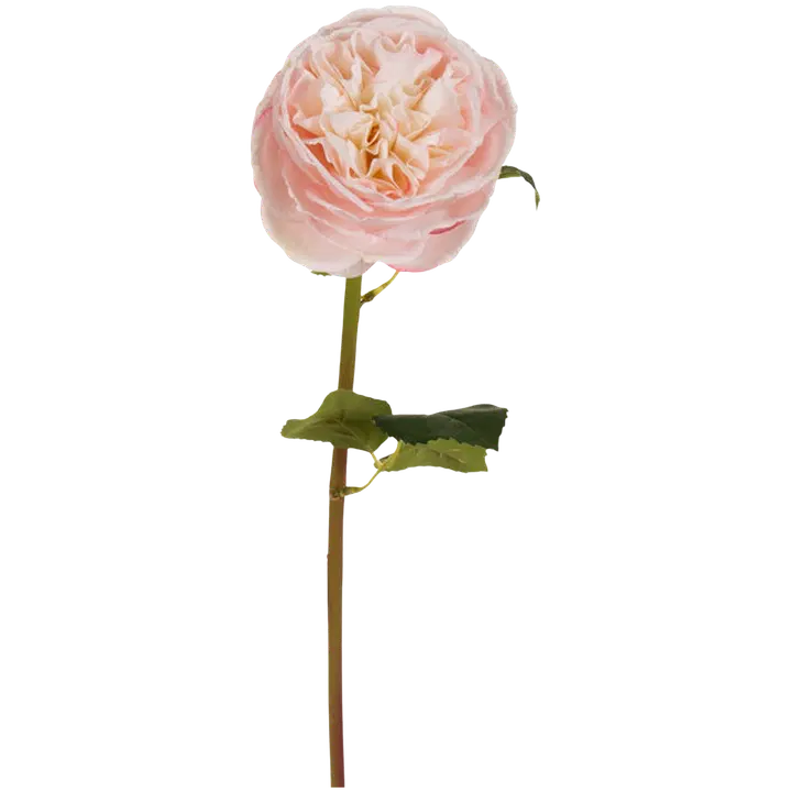 Roosa roos 60 cm