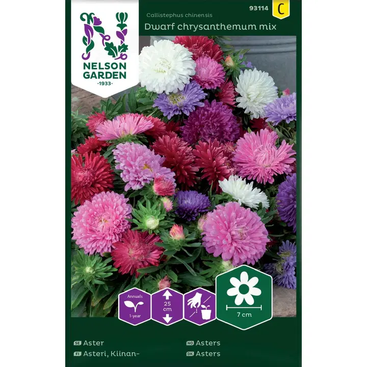 93114 aster dwarf chrysanthemumseos