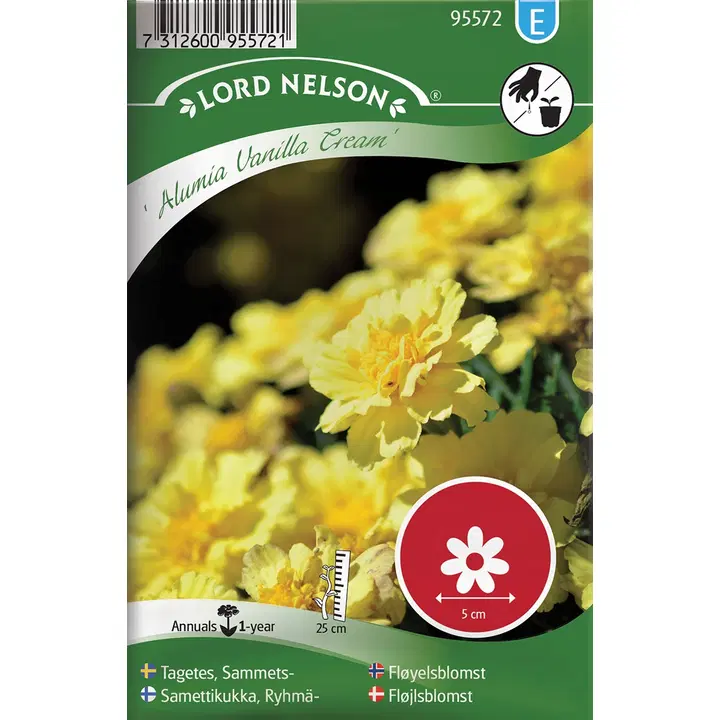 95572 tagetes alumia vanilla cream