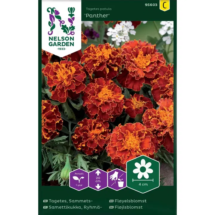 95603 tagetes ryhmä-, panther