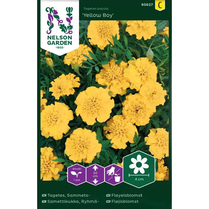 95627 tagetes ryhmä-, yellow boy