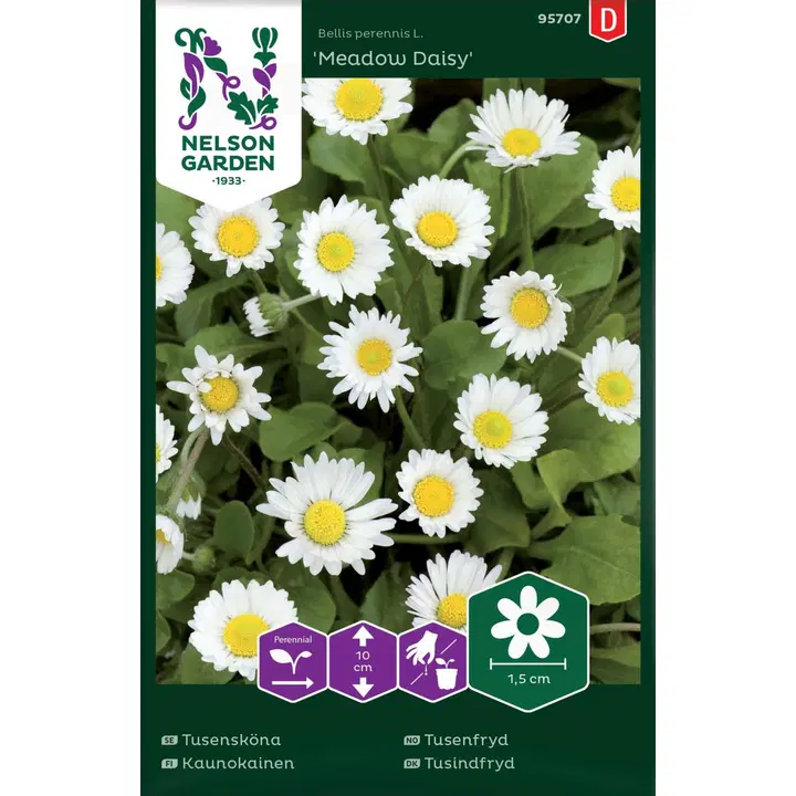 95707 karikakar meadow daisy
