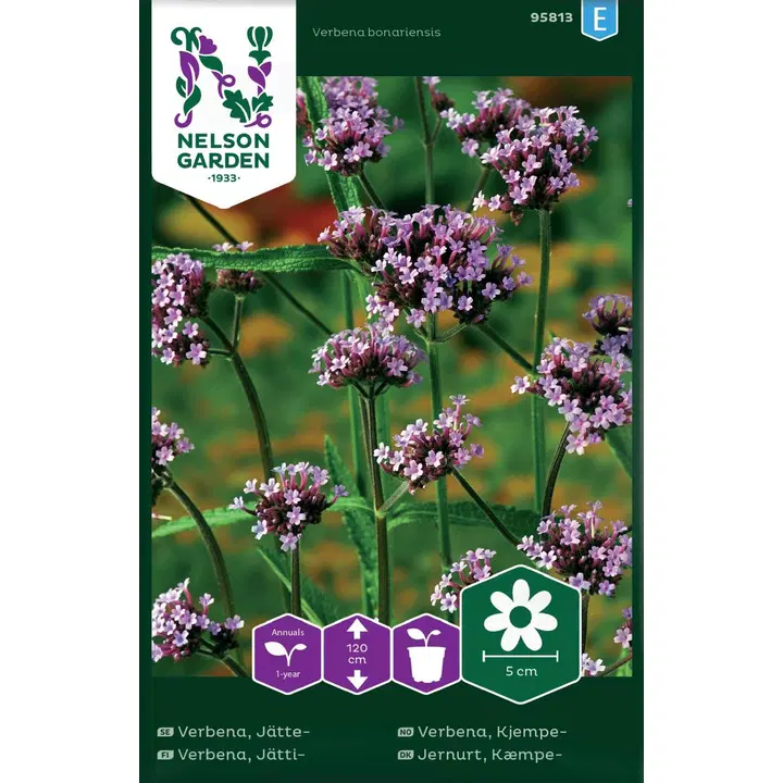 95813 verbena