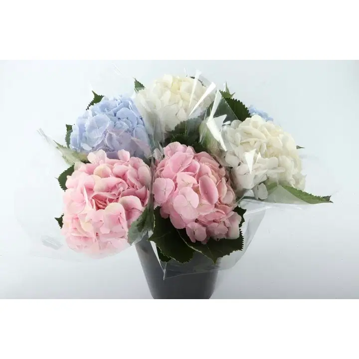Hortensia 1 oks