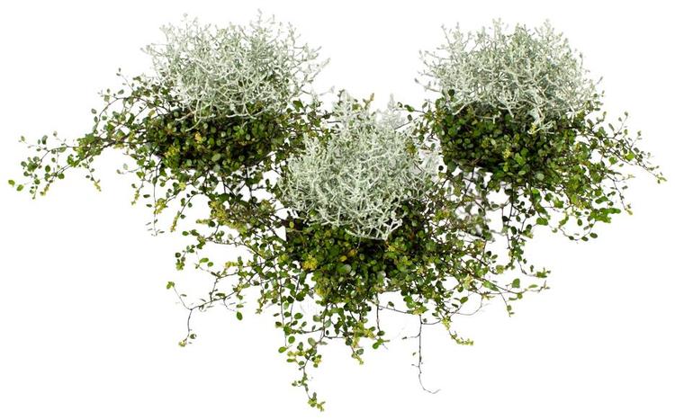 Hopealanka-lankaköynnös, Calocephalus-Müehlenbeckia