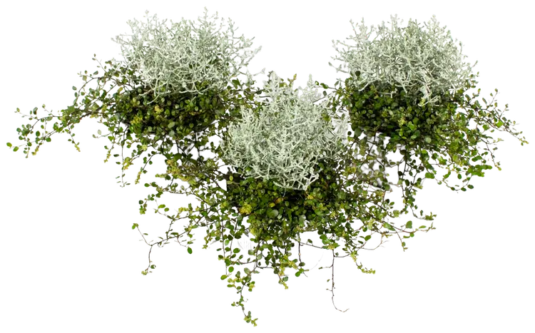 Hopealanka-lankaköynnös, Calocephalus-Müehlenbeckia rk 12 cm