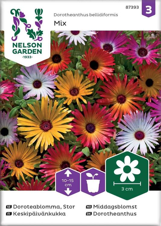 Nelson Garden Siemen Päivänkukka, Keski-, väriseos